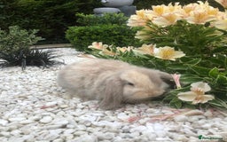 Mini Lop rabbits for sale: gorgeous friendly mini lops £75 - Image 5