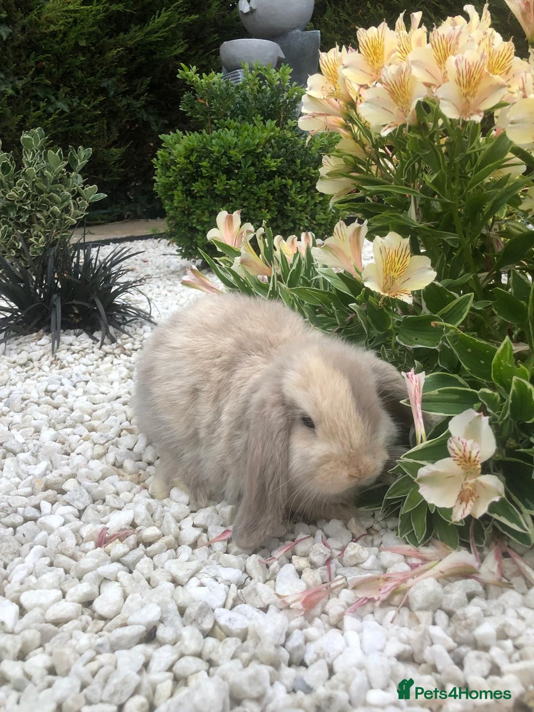 Mini Lop rabbits for sale: gorgeous friendly mini lops £75 - Image 5
