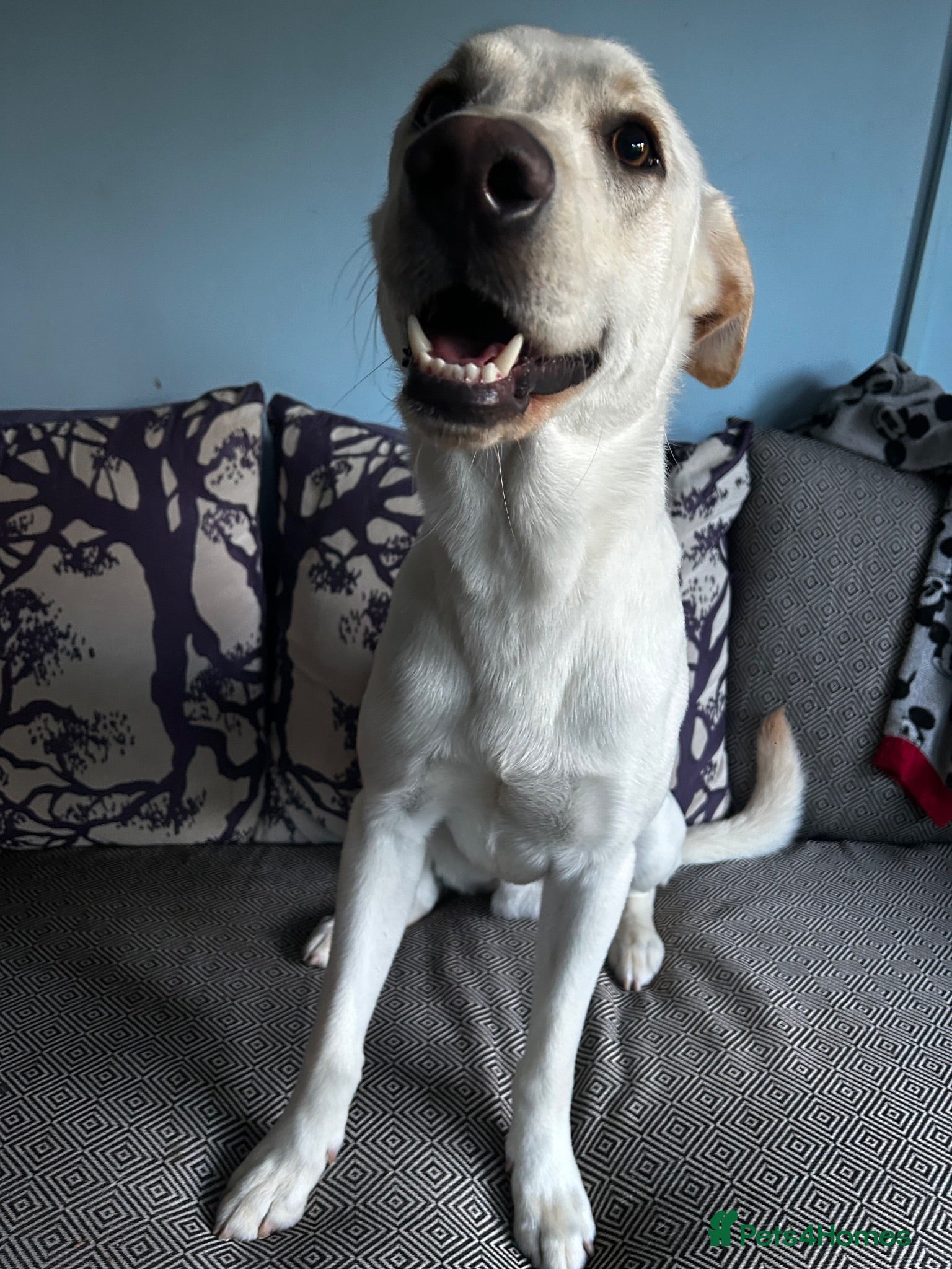 Sheprador dogs Loving lab x German shepherd looking for new home  - Advert 7