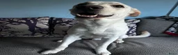 Sheprador dogs for sale: Loving lab x German shepherd looking for new home  - Advert 2