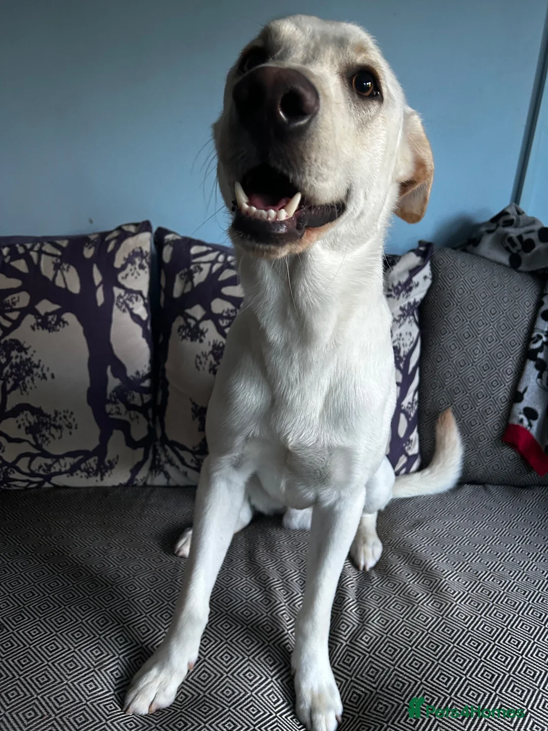 Sheprador dogs for sale: Loving lab x German shepherd looking for new home  - Advert 2