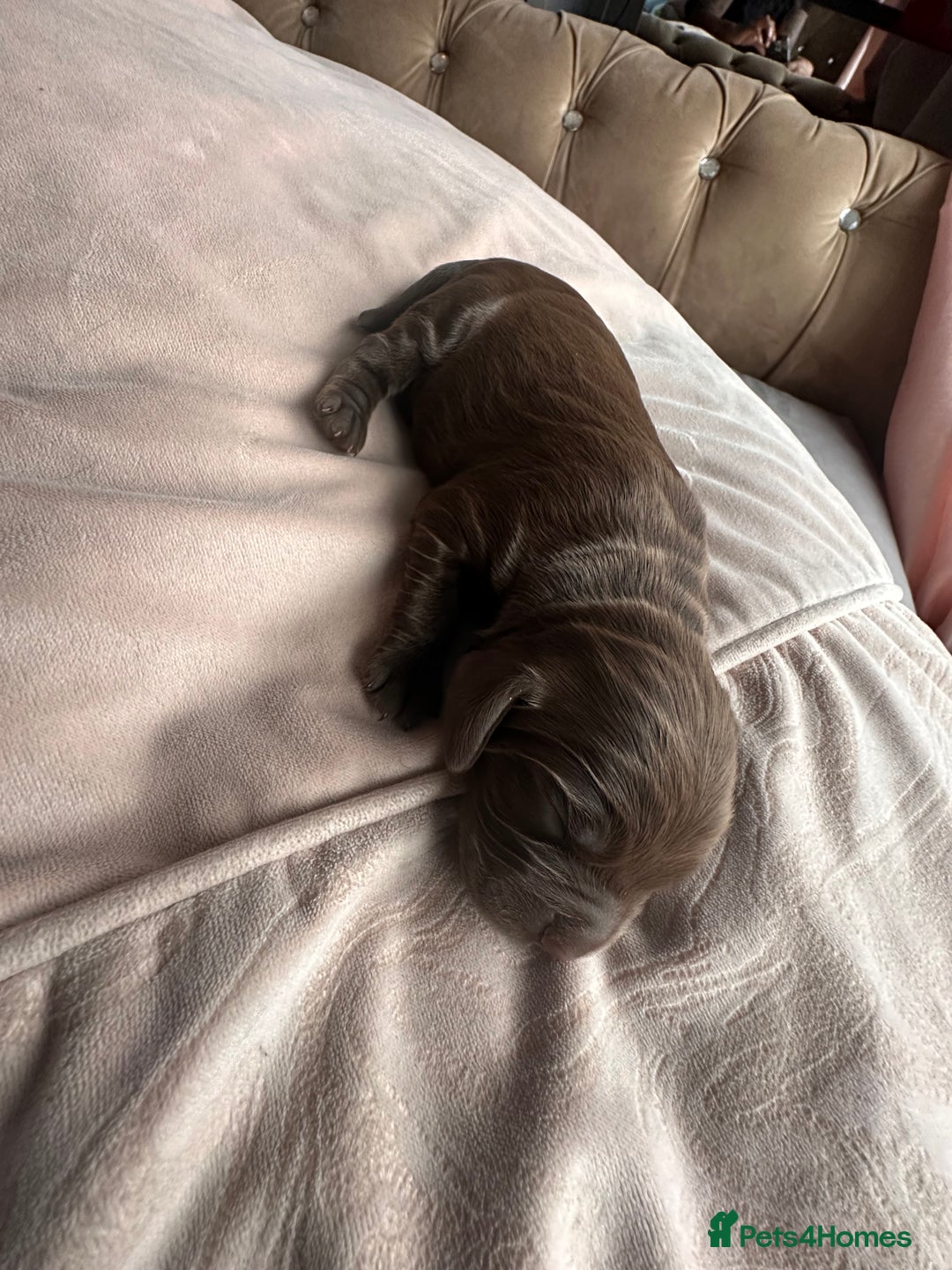 Cockapoo dogs for sale: Beautiful Cockerpoo puppies - Image 13