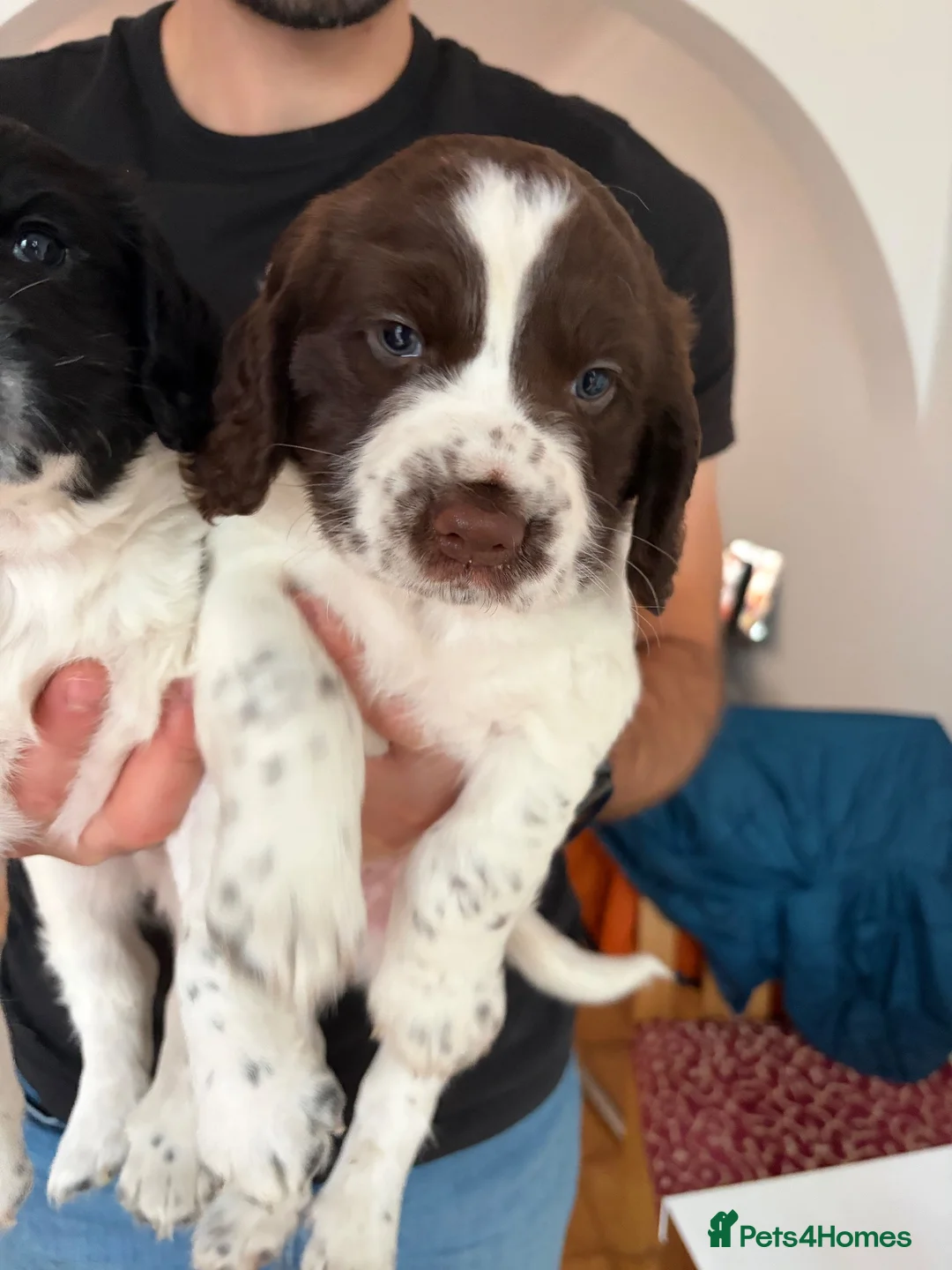 Sprocker dogs for sale: 2 Male Sprocker Spaniels for Sale  - Advert 2