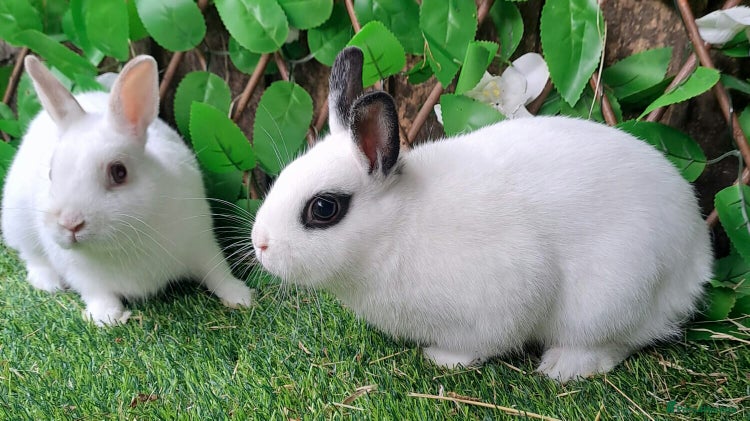 Netherland Dwarf rabbits - Advert 3