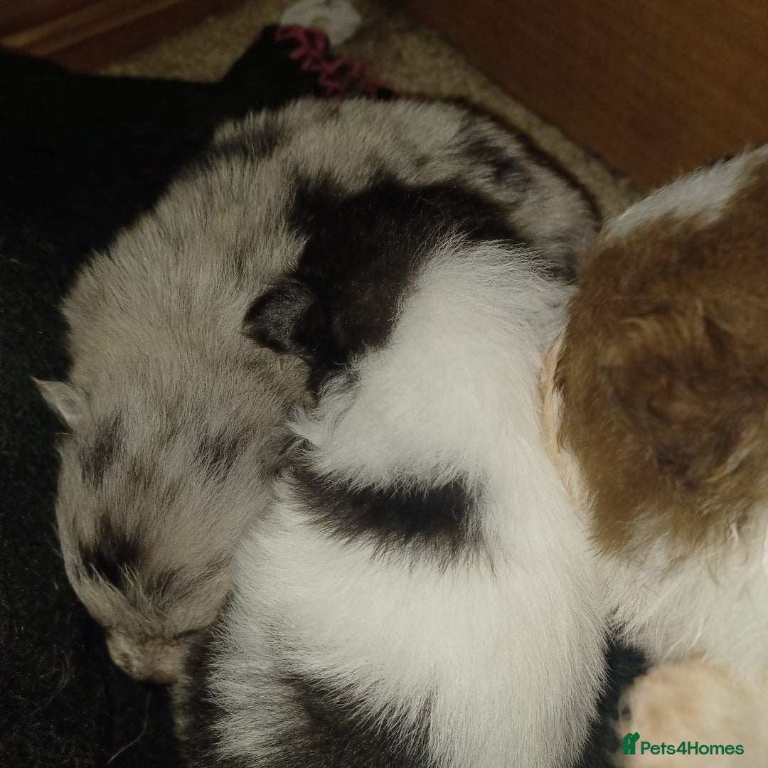 Pomeranian dogs for sale: Pomeranian - Advert 3