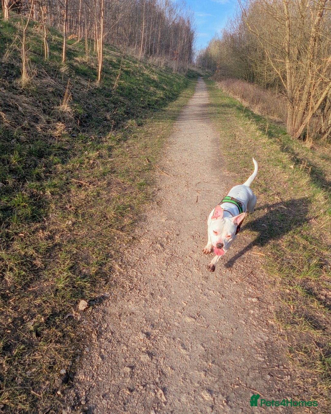 Mixed Breed dogs for sale: Bella needs a loving home  - Advert 7