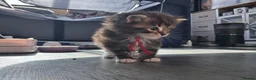 Norwegian Forest Cat cats for sale: Little kitten  - Advert 5