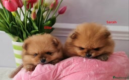 Pomeranian dogs for sale: KC Tiny Teddy Bear Pomeranian Girls - Image 13