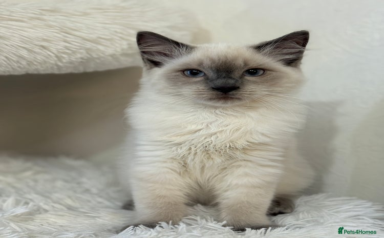 Ragdoll cats - Advert 4