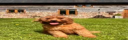 Goldendoodle dogs for sale: Mini Irishdoodle Ready now! health tested parents - Advert 22