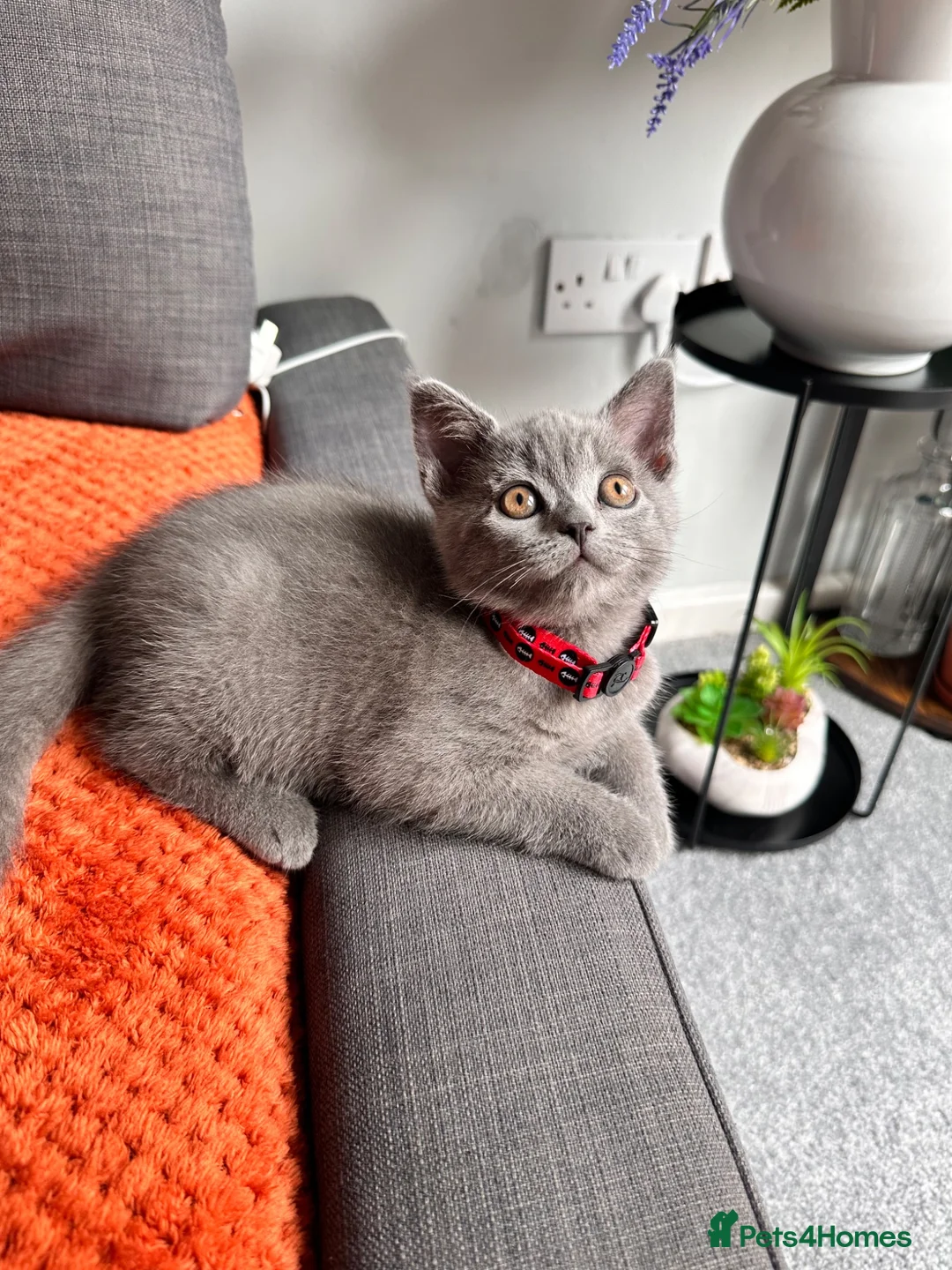 British Shorthair cats for sale: Adorable British Shorthair Boy - Advert 2