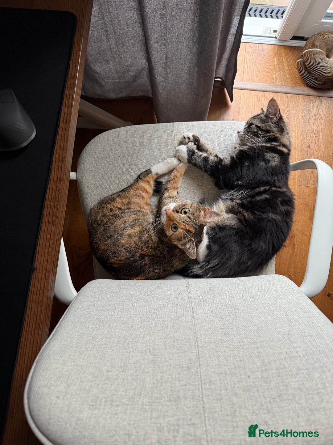 Mixed Breed cats for sale: Rehoming Bonded Cats – ****** - Image 2