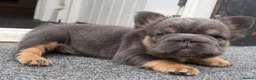 French Bulldog dogs for sale: Fluffy French Bulldog Puppies  - Advert 27