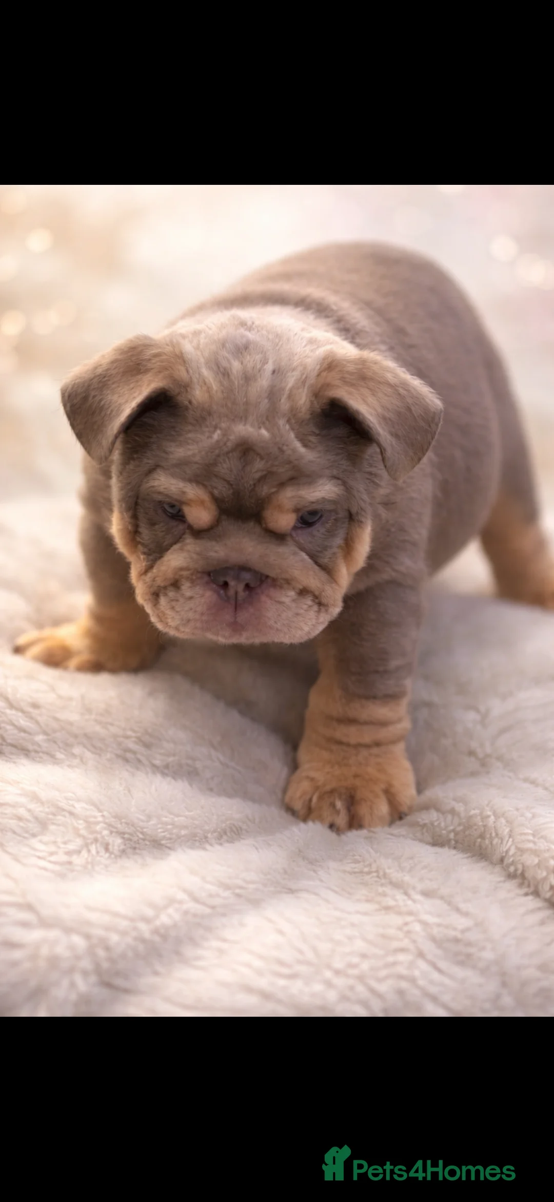 English Bulldog dogs for sale: British bulldogs  - Advert 3