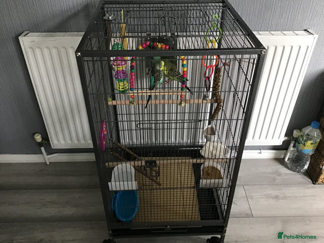 Budgerigars birds for sale: 2 Budgies, Large Cage and Accessories  - Image 4