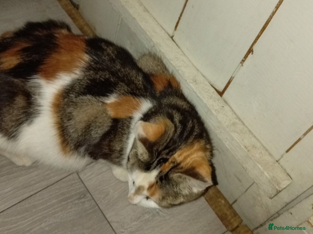 British Longhair cats for sale: Beautiful  - Image 2