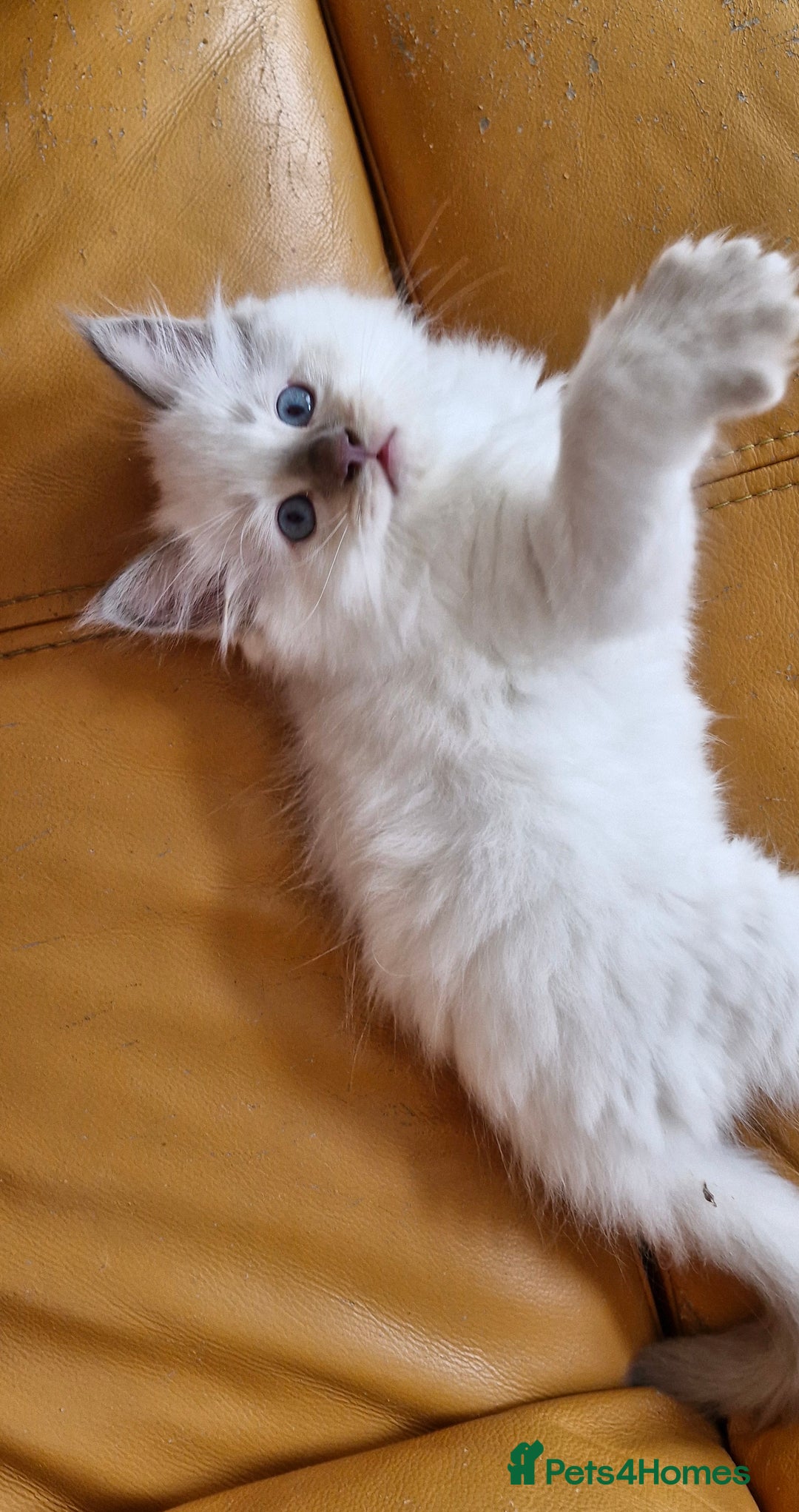 Ragdoll cats for sale: 🐾Last  Girl - Genetically clear 🐾 - Image 18