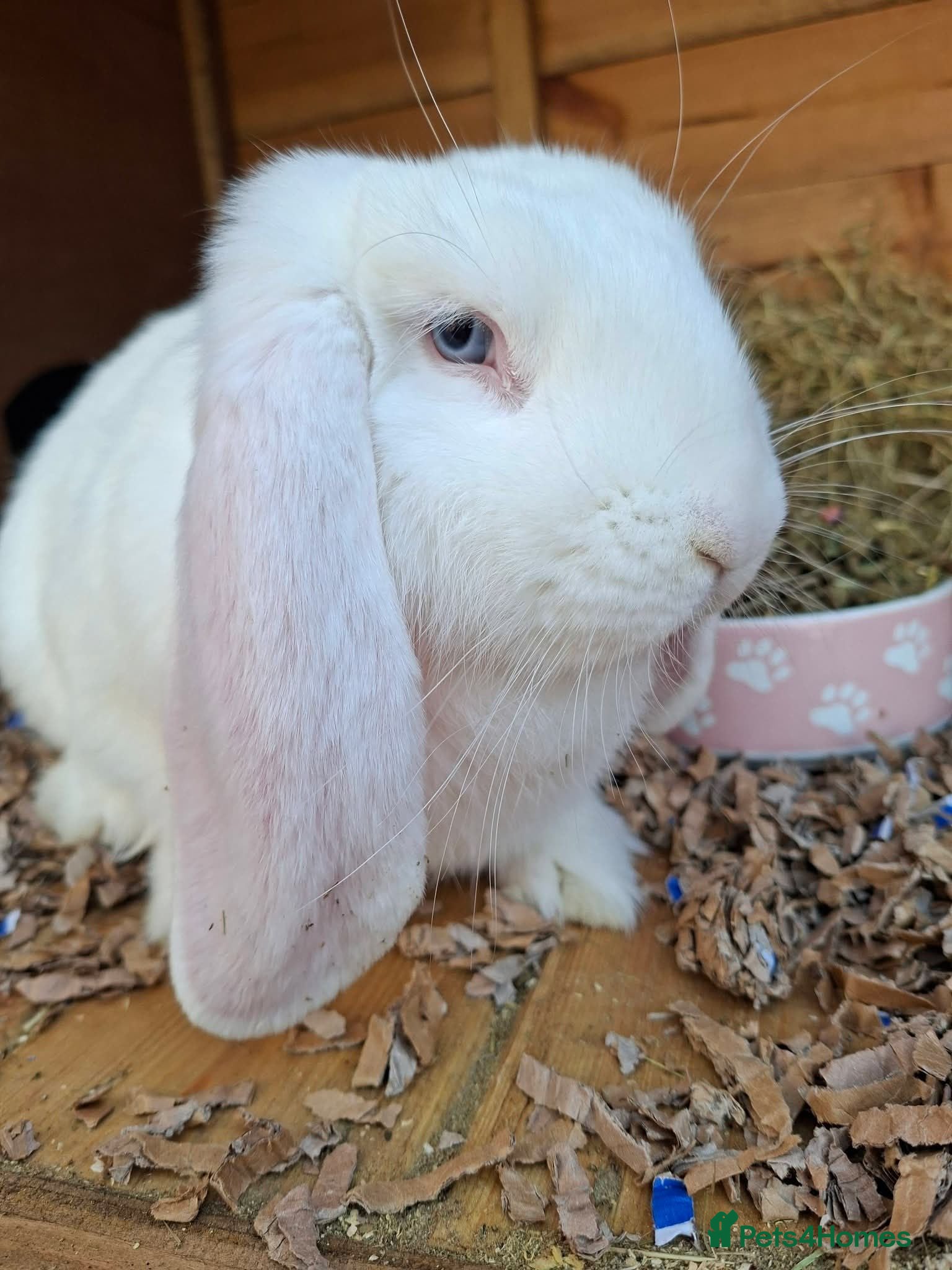 French Lop rabbits Vaccinated baby french lop - Advert 2