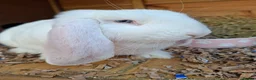 French Lop rabbits for sale: Vaccinated baby french lop - Advert 2