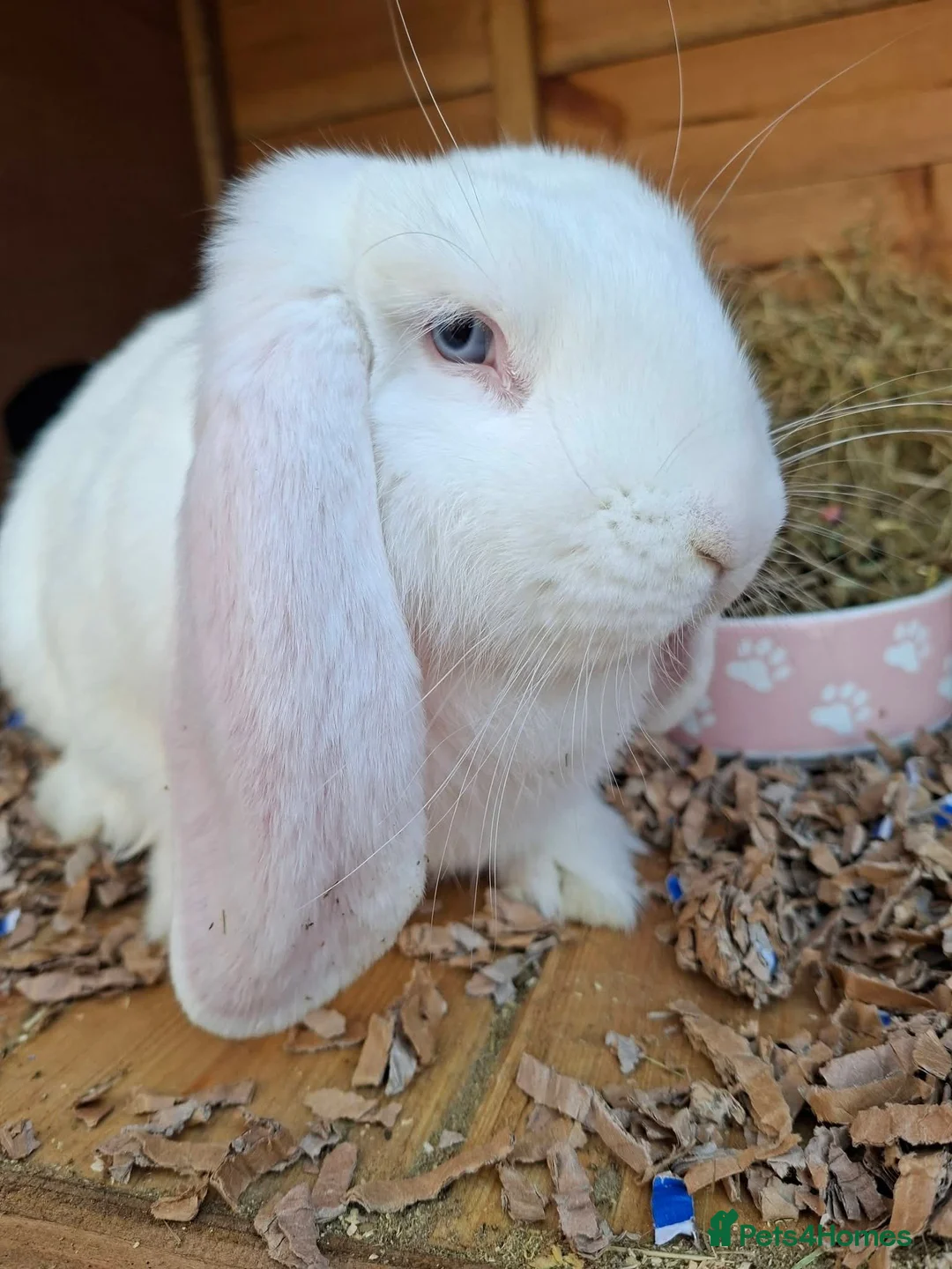 French Lop rabbits for sale: Vaccinated baby french lop - Advert 2