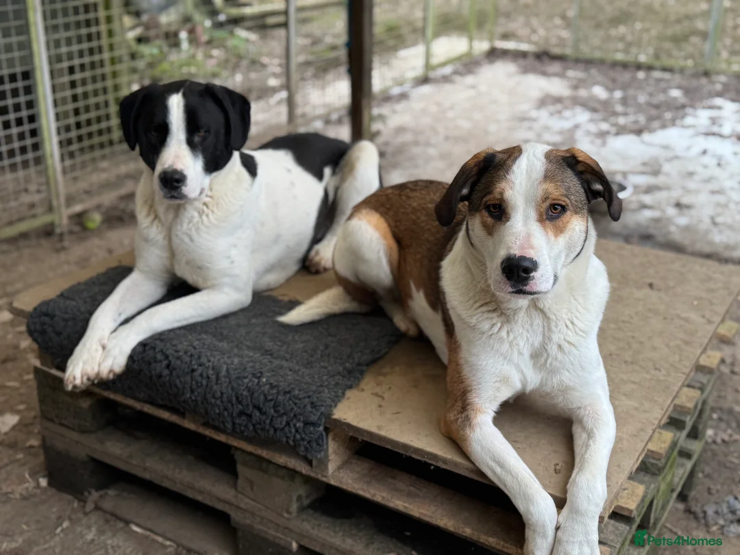 Mixed Breed dogs for adoption: Maya & Luca still waiting for you to see them 💔 - Advert 1