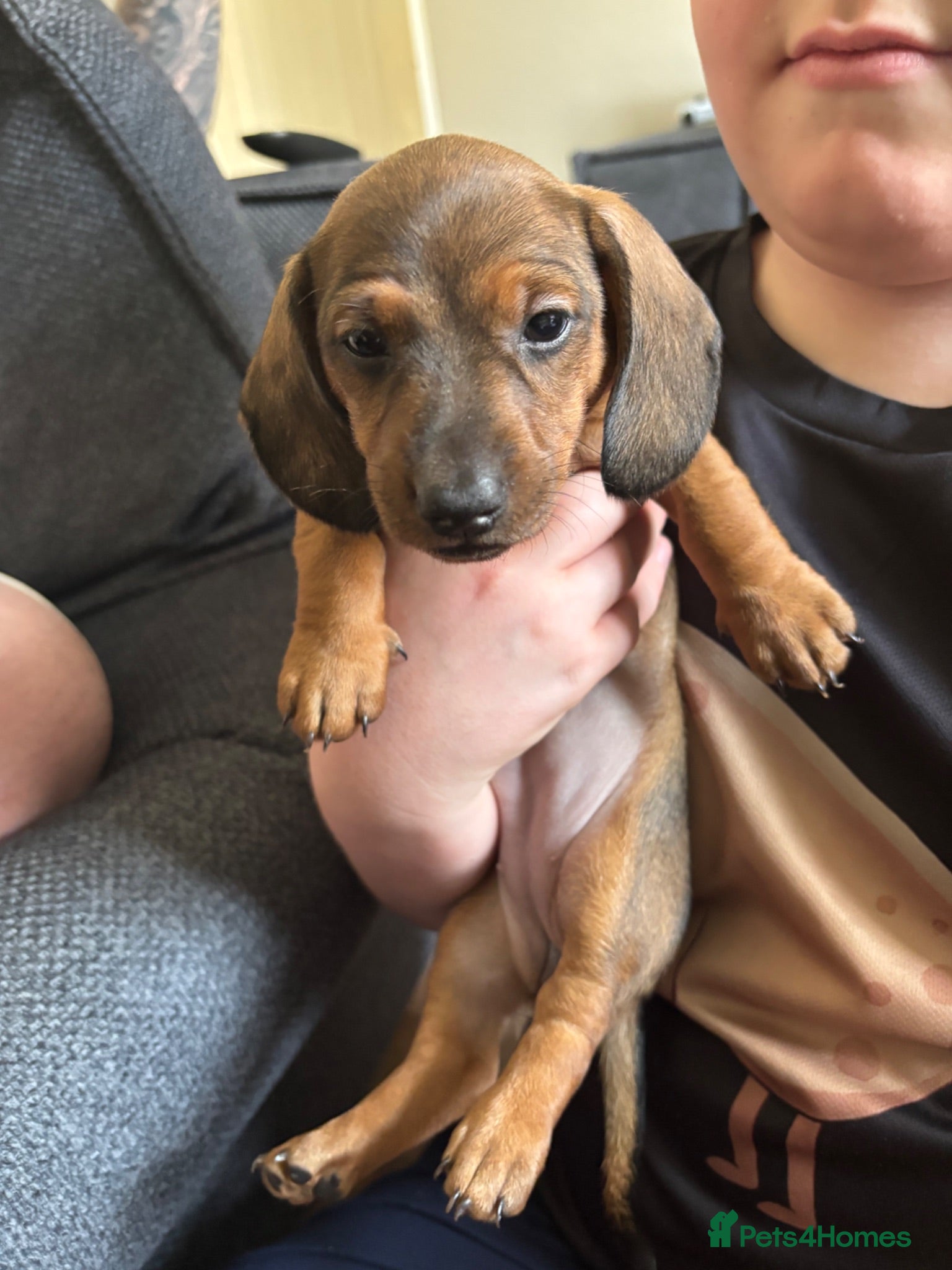 Dachshund dogs Dachshund puppies - Advert 18