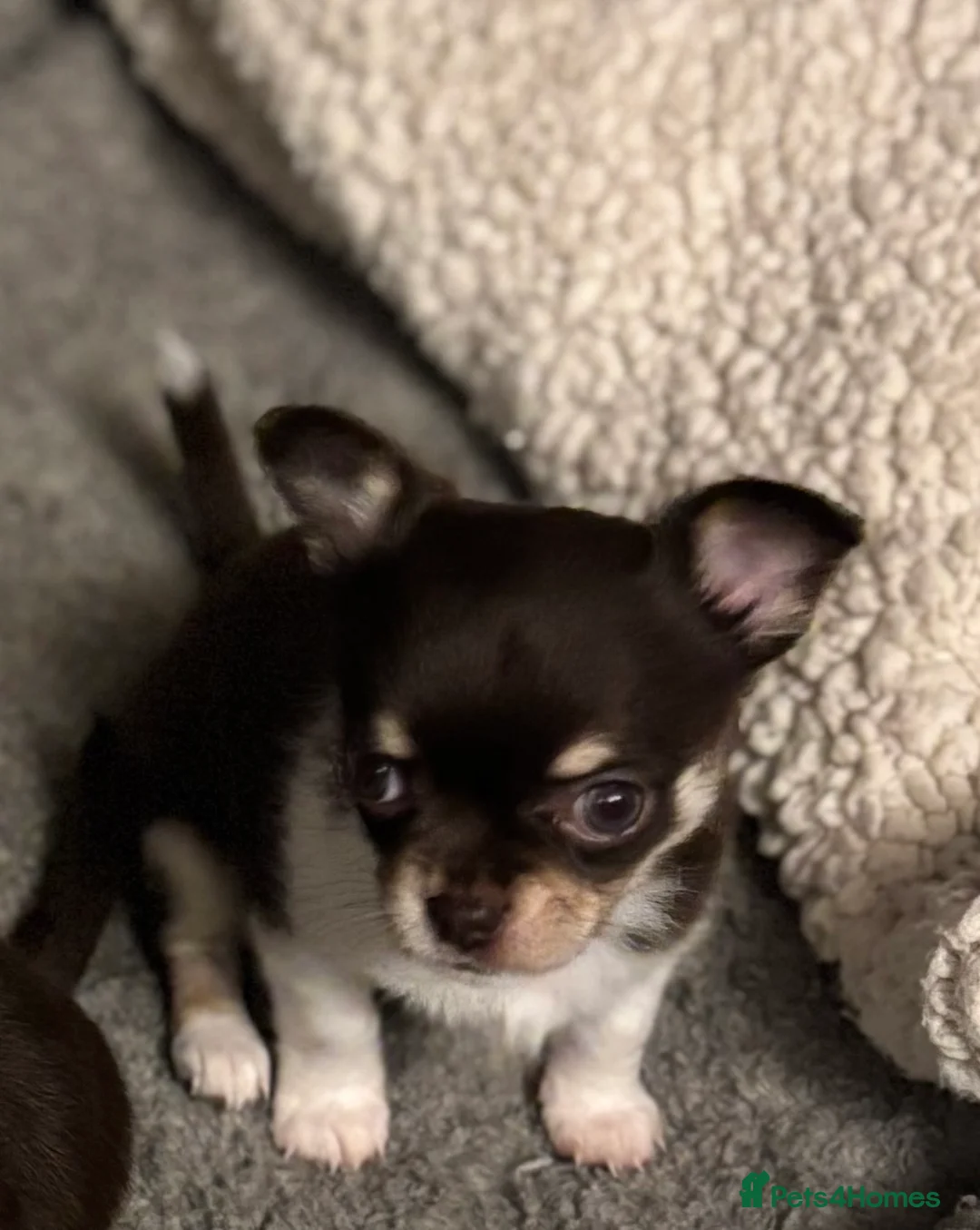 Chihuahua dogs for sale: Chocolate chihuahua boys ready now  - Advert 14
