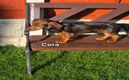 Dachshund dogs for sale: Red long-haired standard dachshund puppies - Image 13