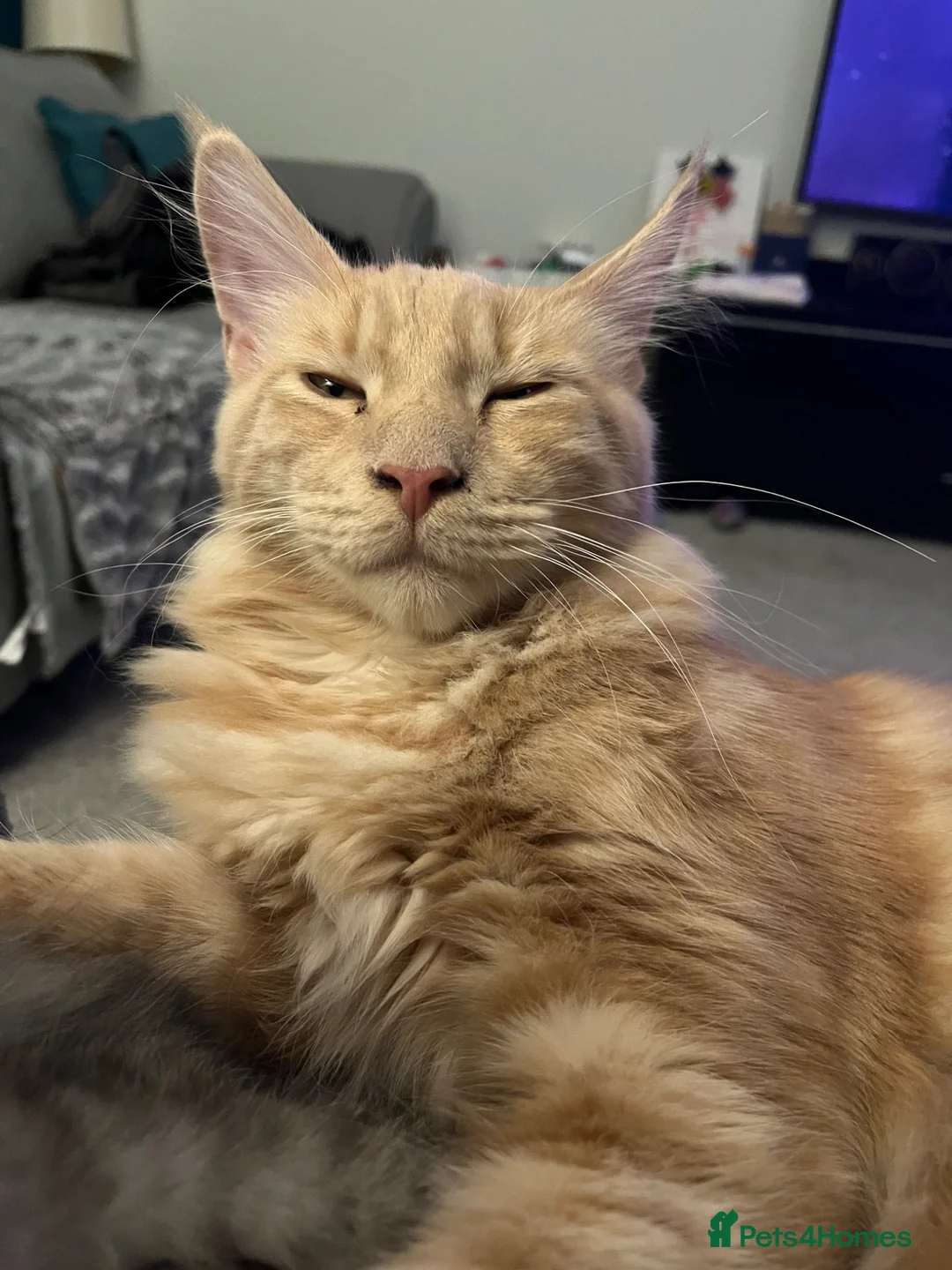 Maine Coon cats for stud: For stud duties only in Hull - Advert 2