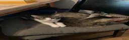 Mixed Breed cats for sale: 2 male kittens  in Nottingham - Advert 8