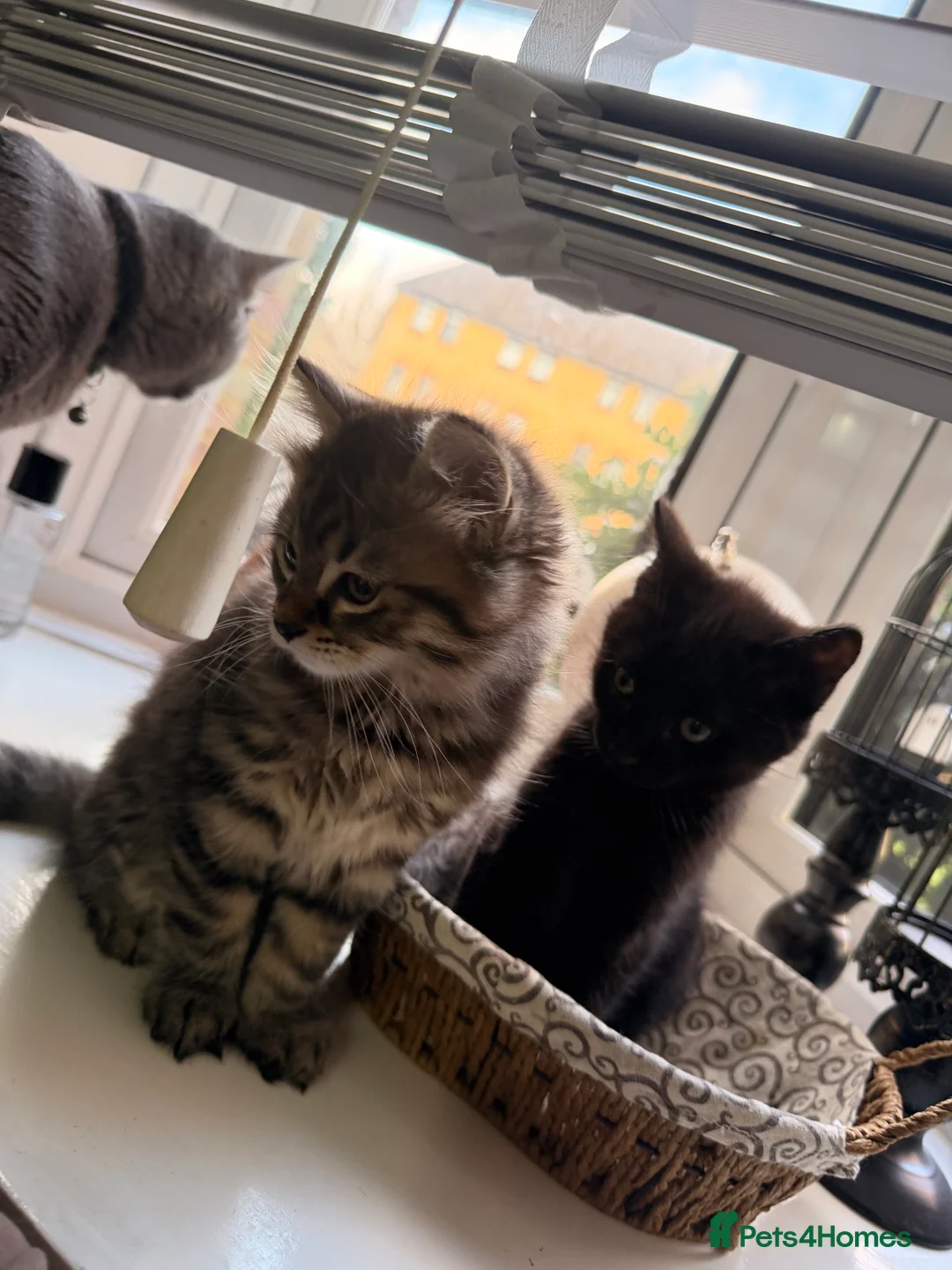 British Shorthair cats for sale: Kitten  - Advert 22