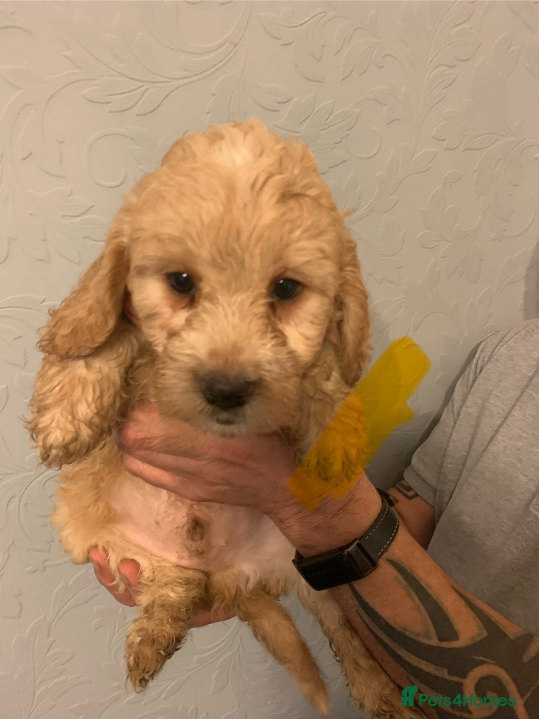 Cockapoo dogs for sale: FABULOUS LITTER OF COCKAPOO PUPPY’S - Advert 4