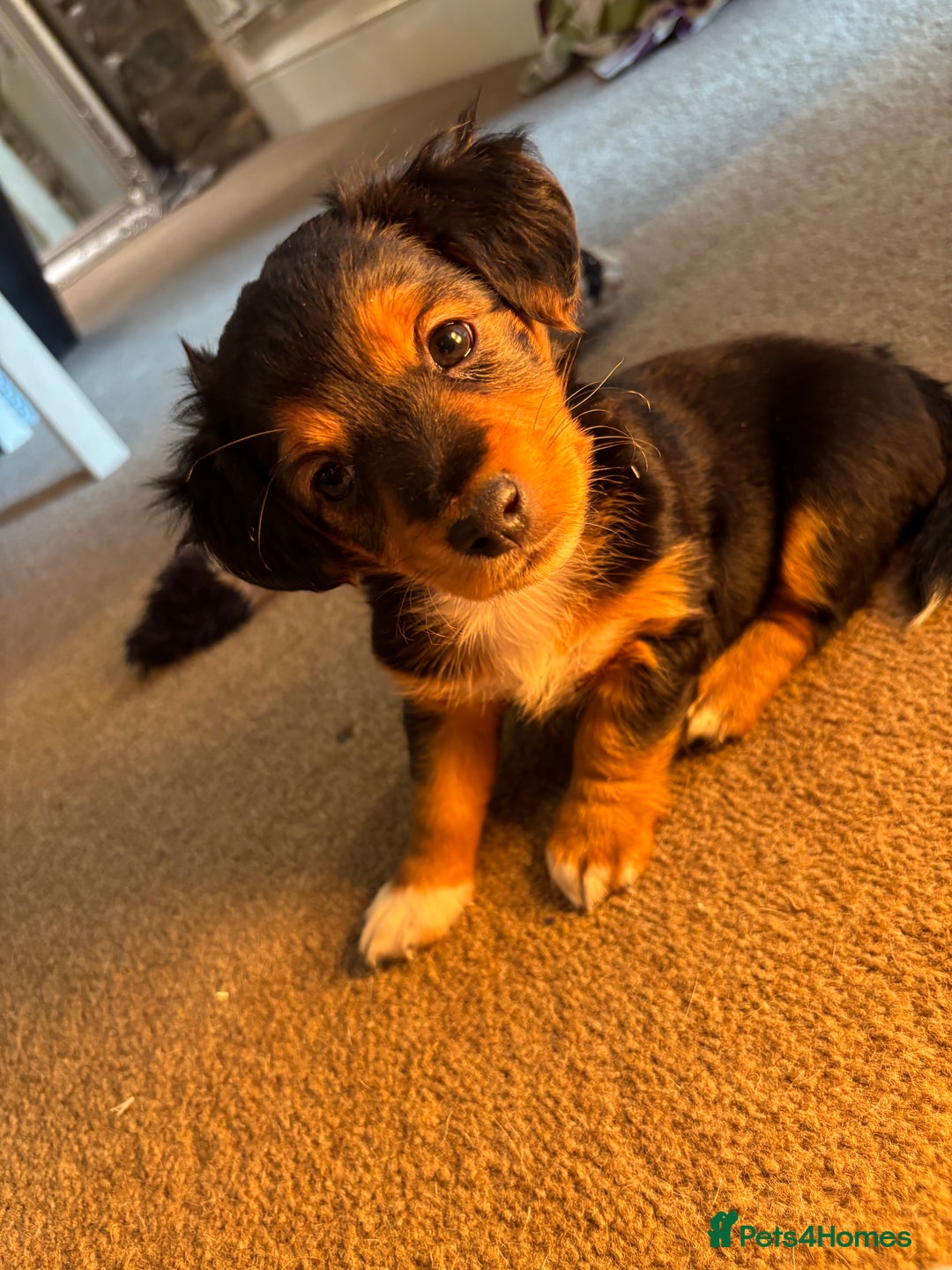 Jack Russell dogs for sale: Jack Russell terrier Pups!  - Advert 19