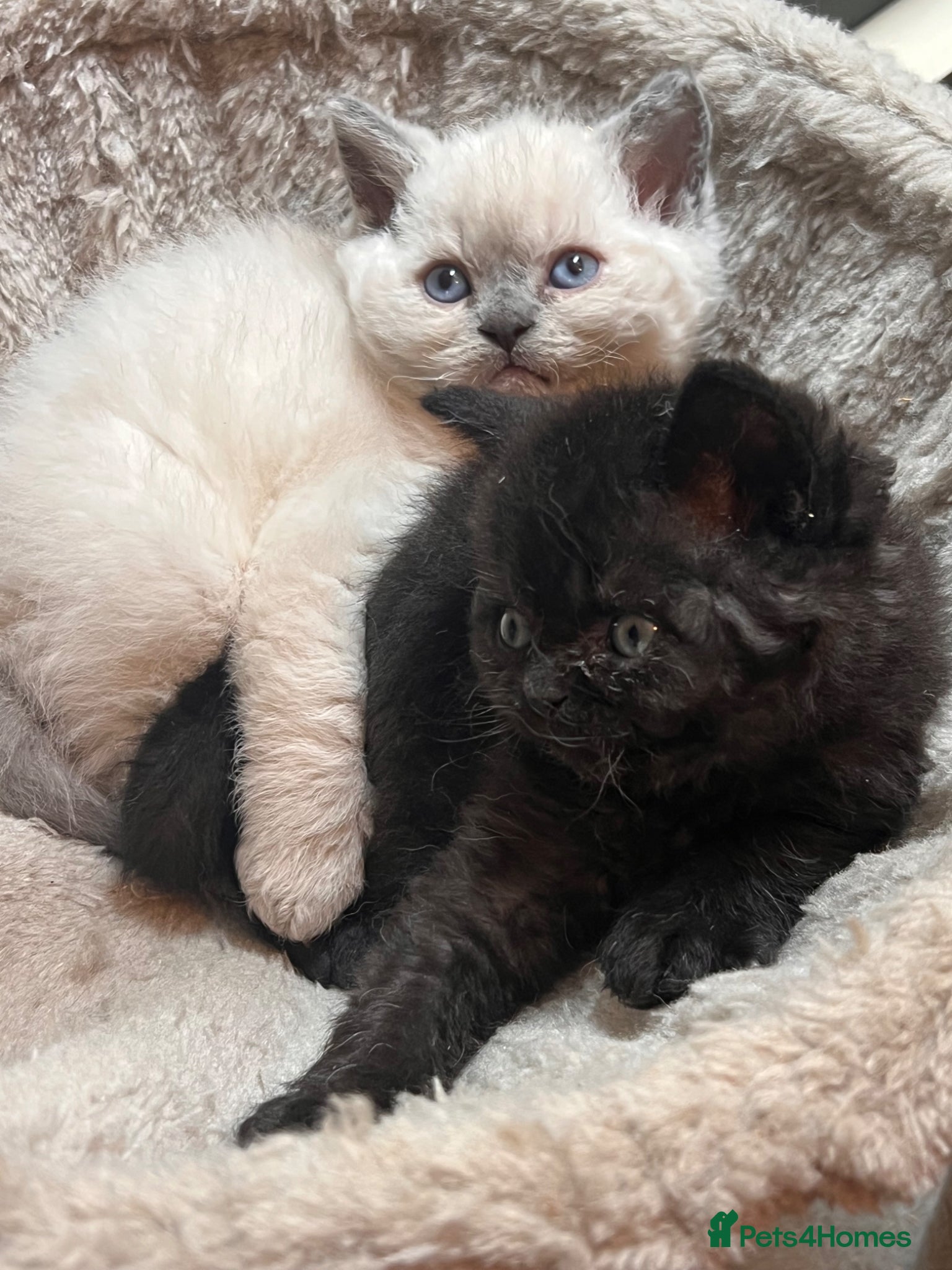 Selkirk Rex cats Stunning Selkirk Rex kittens - Advert 6
