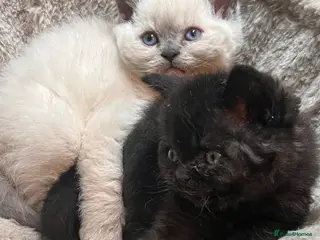 Selkirk Rex cats Stunning Selkirk Rex kittens - Advert 6