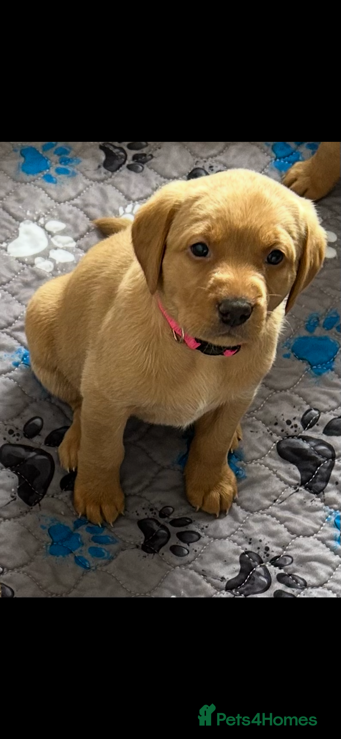 Labrador Retriever dogs for sale: KC Registered Fox Red Labrador Litter in Ayr - Advert 4