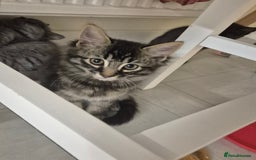 British Shorthair cats for sale: British short hair mixed  - Image 3