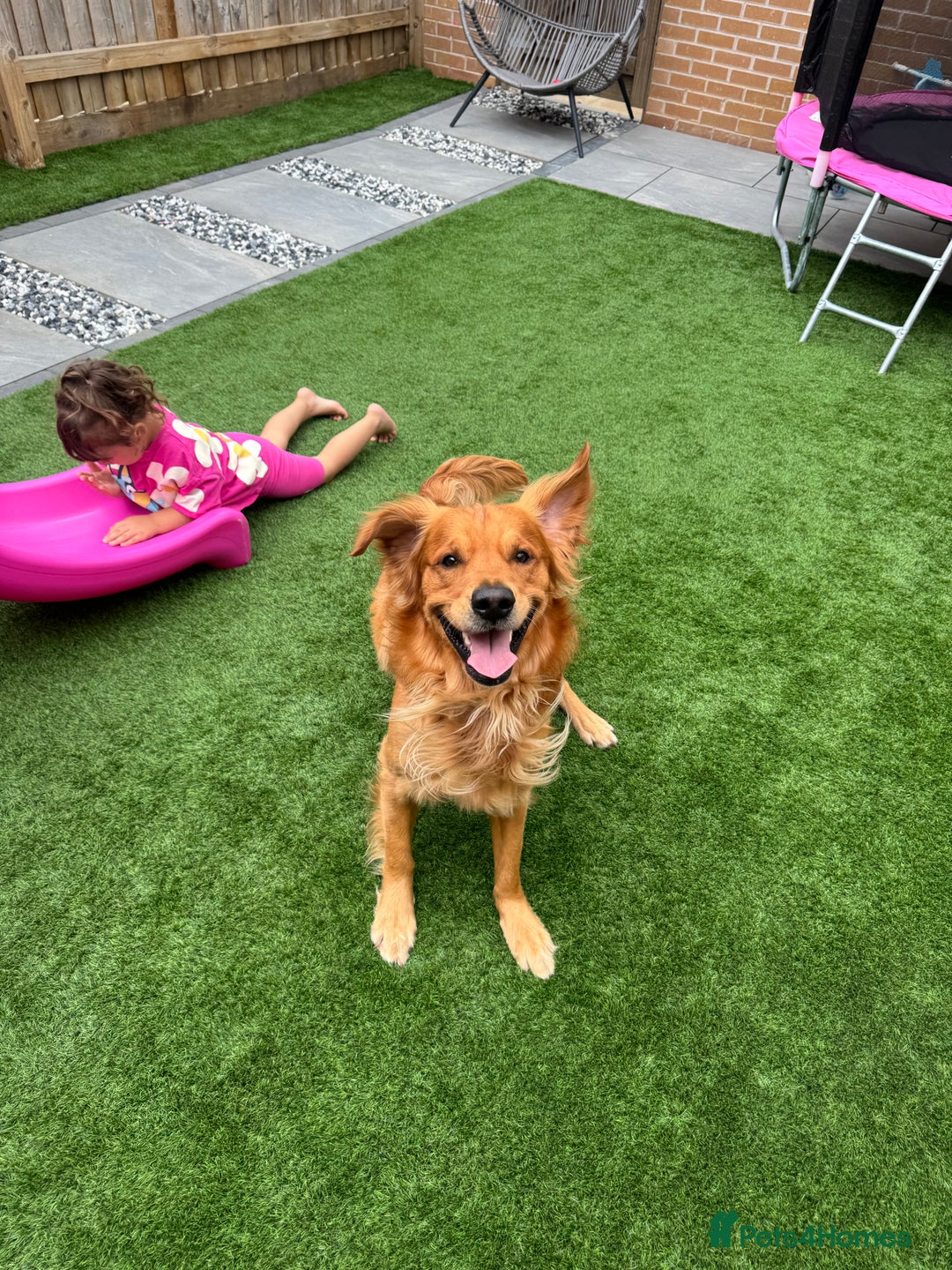 Golden Retriever dogs for stud: Golden Retriever Stud - Advert 5