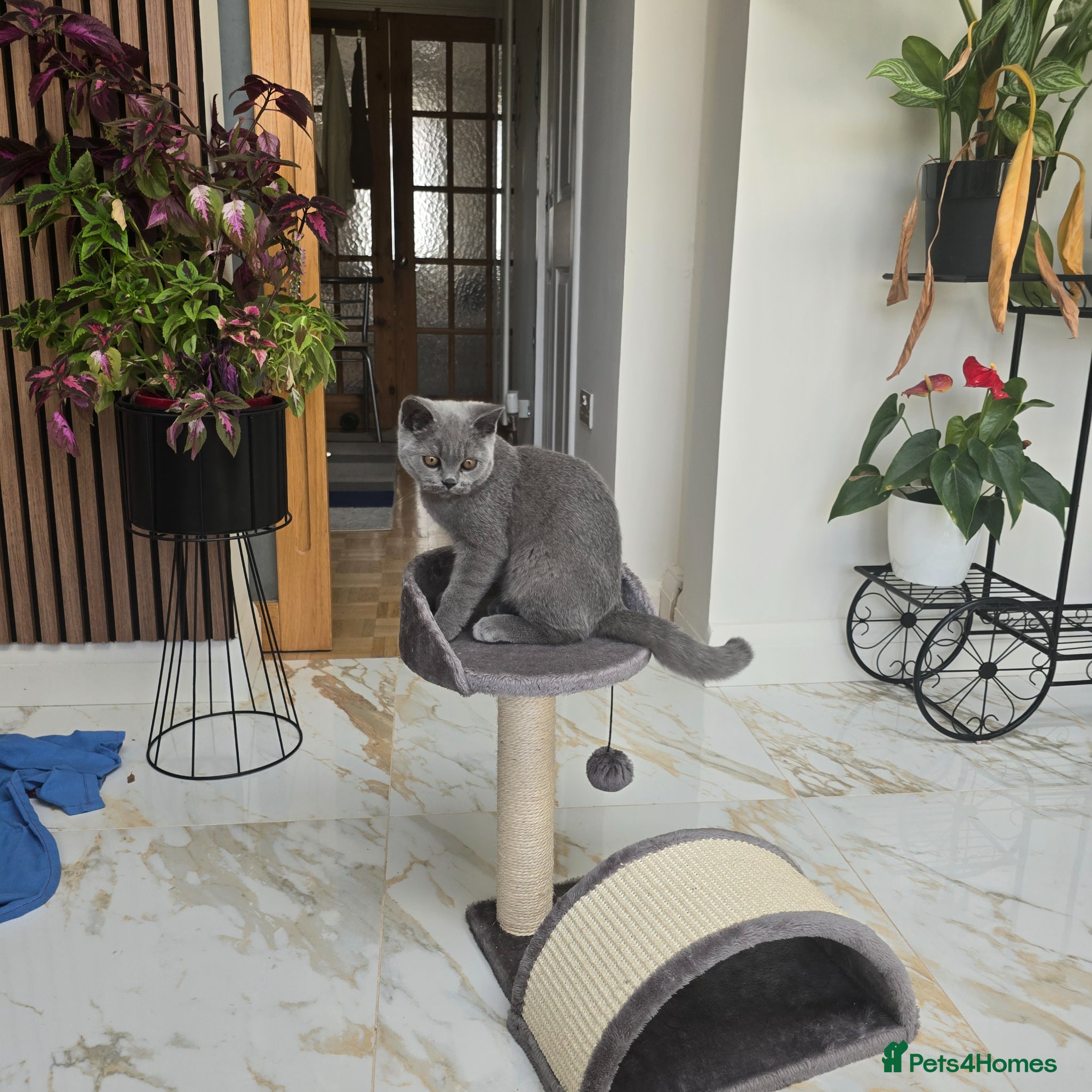 British Shorthair cats for sale: Beautiful Male Cat – Loving Home Needed - Advert 3