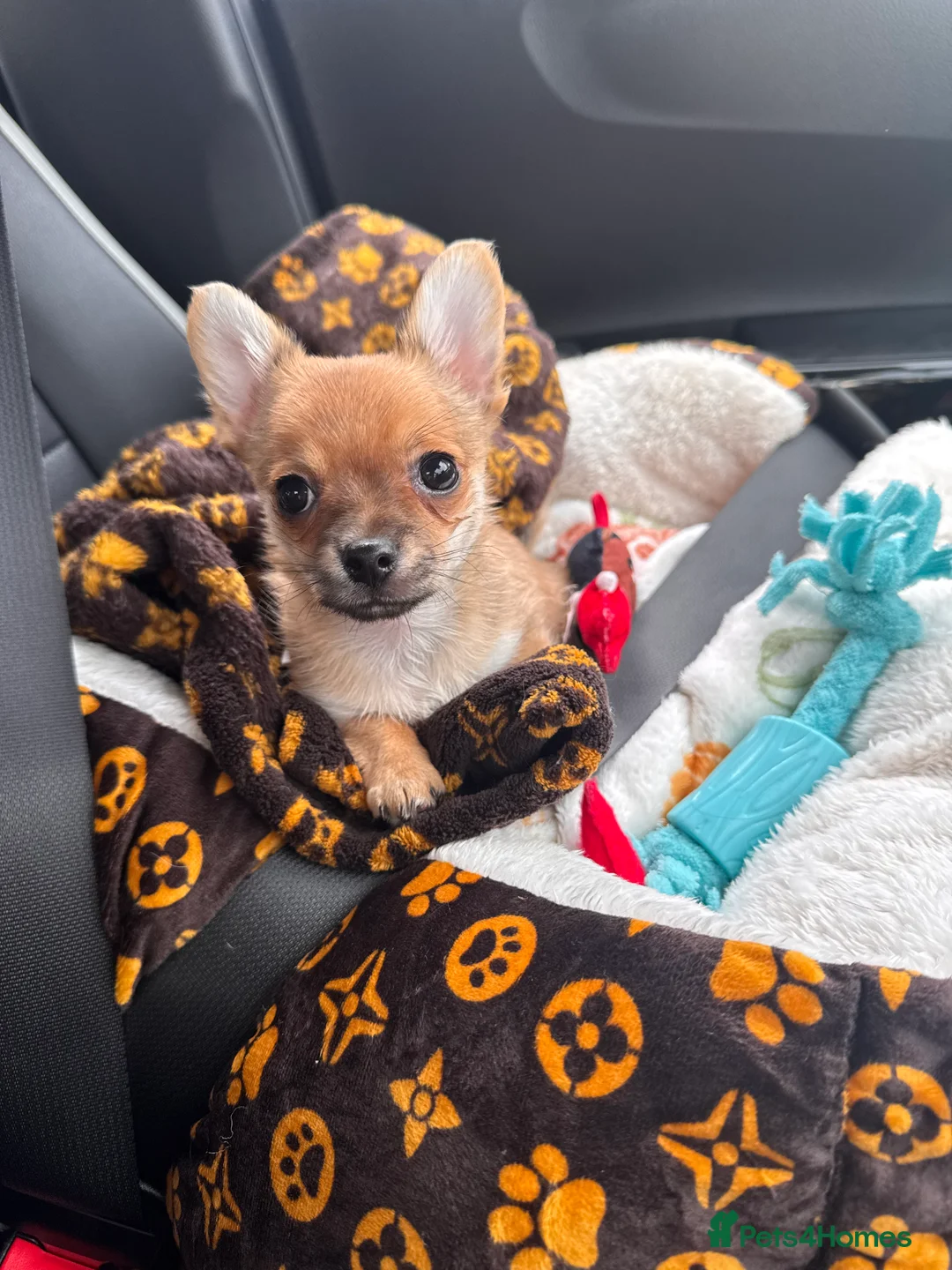 Chihuahua dogs for sale: Chihuahua  - Advert 1