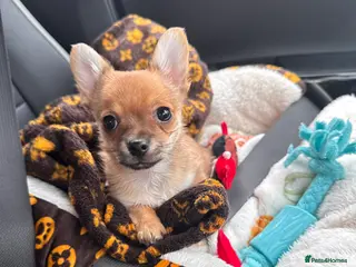 Chihuahua dogs Chihuahua - Advert 6