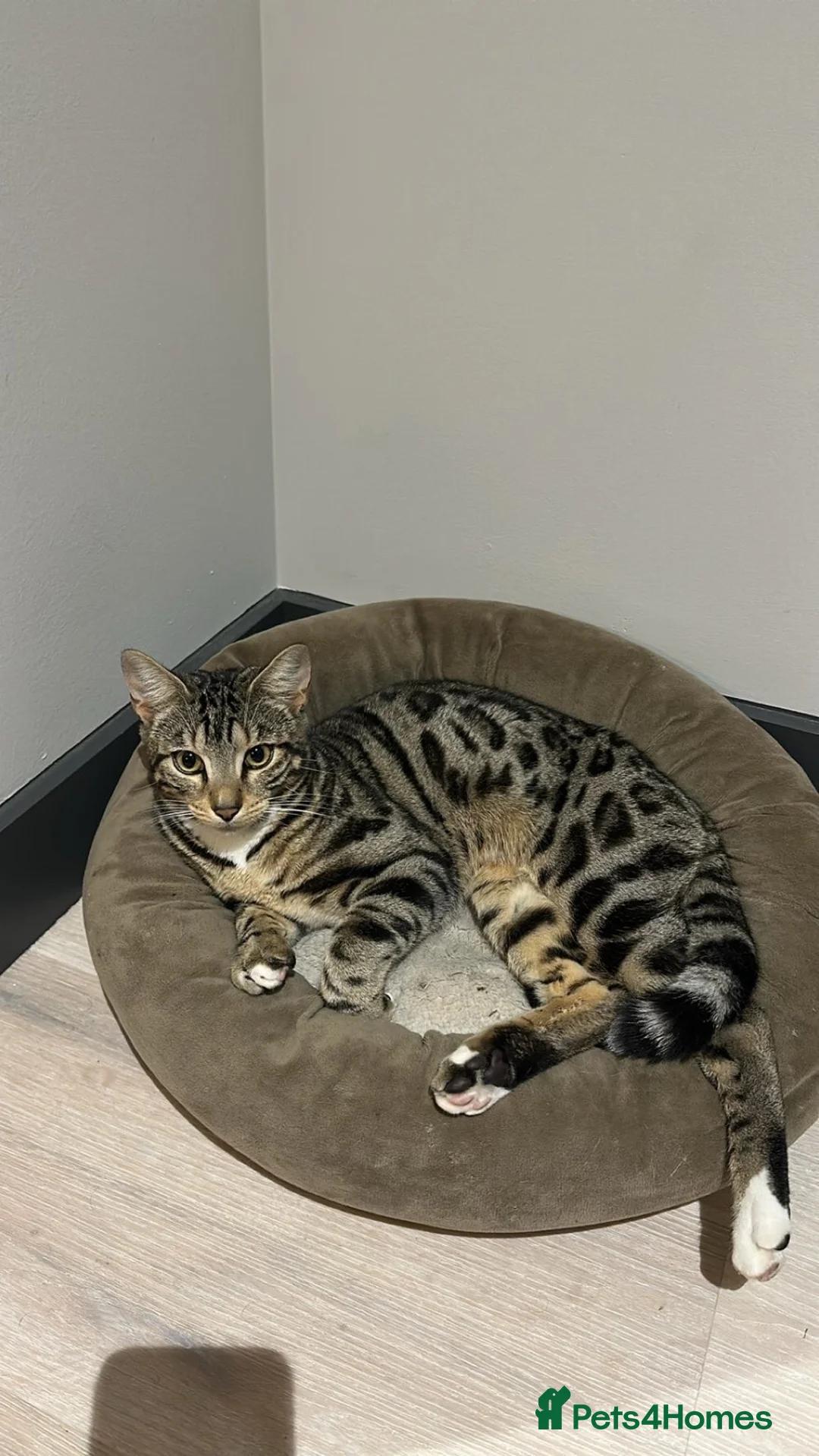Bengal cats for sale: Loving and Gentle Bengal cat in Brighton - Advert 2