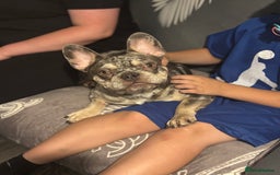 French Bulldog dogs for sale: 🌸Tri Merle Girl French Bulldog🩷 - Image 8