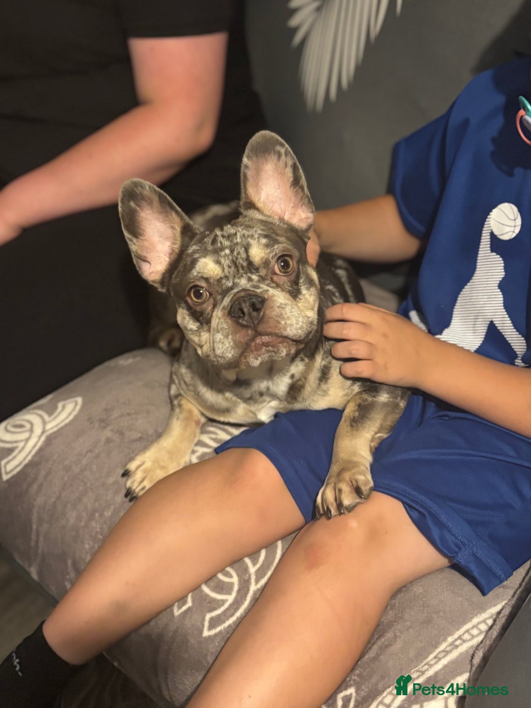 French Bulldog dogs for sale: 🌸Tri Merle Girl French Bulldog🩷 - Image 8