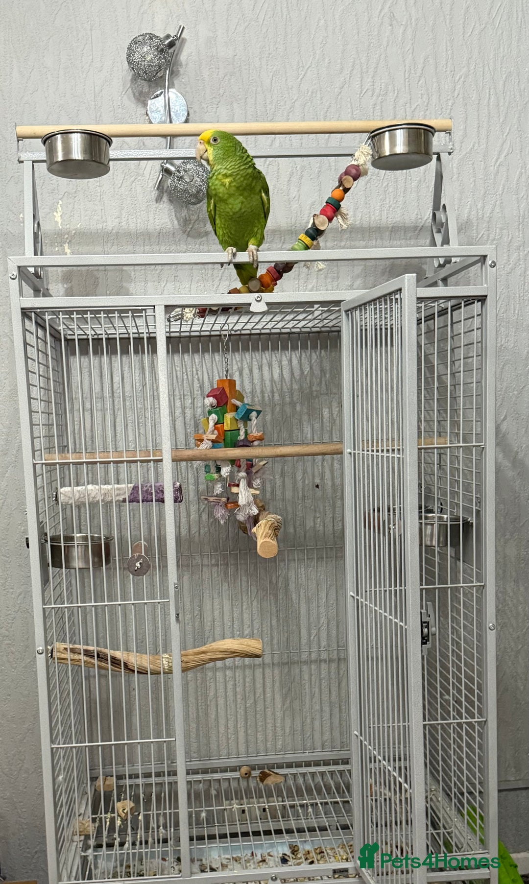 Parrots birds for sale: Double Yellow Head Amazon hand reared female  - Advert 6