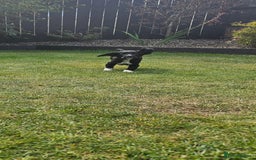 Cocker Spaniel dogs for sale: Black and white roan boy left 9 weeks - Image 18