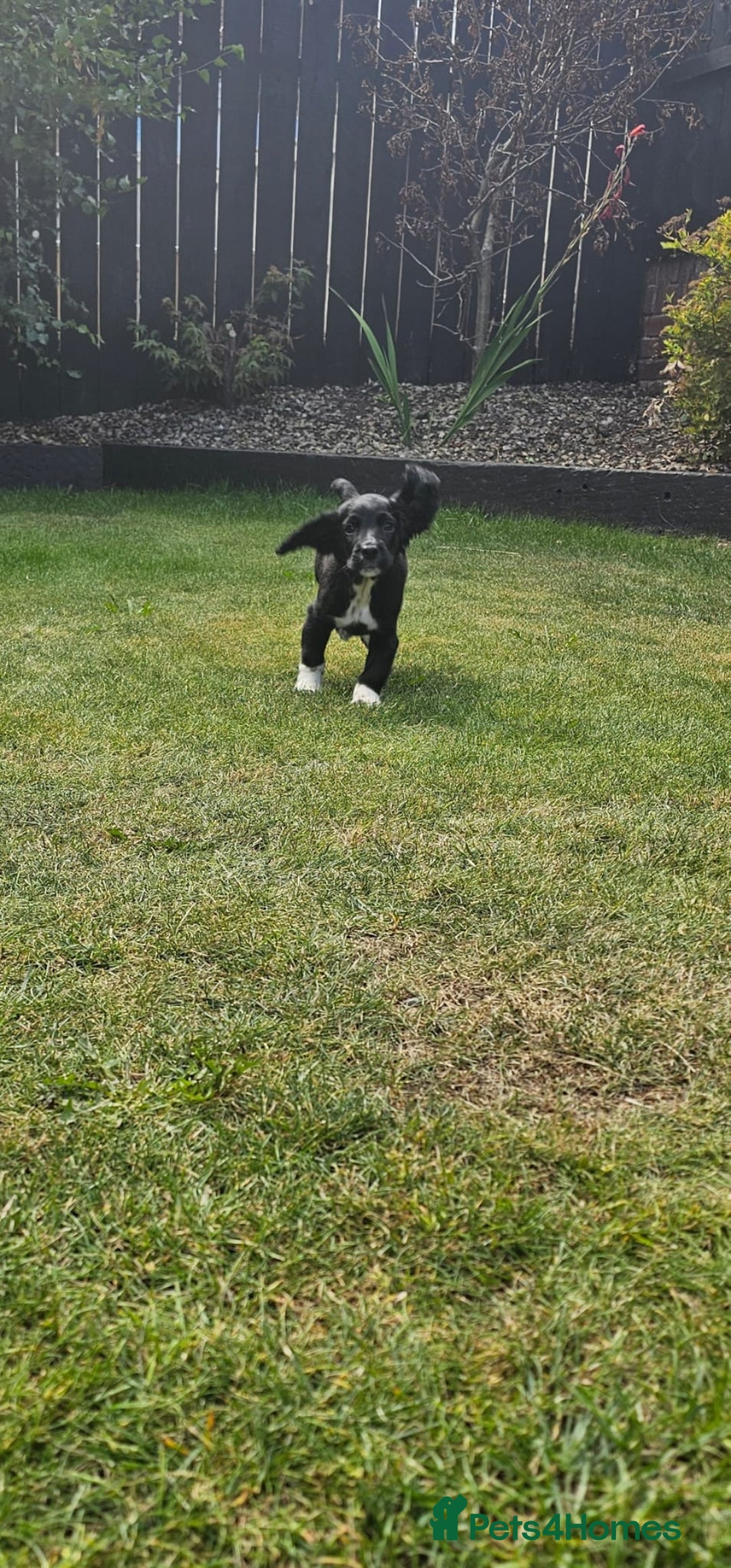 Cocker Spaniel dogs for sale: Black and white roan boy left 9 weeks - Image 18