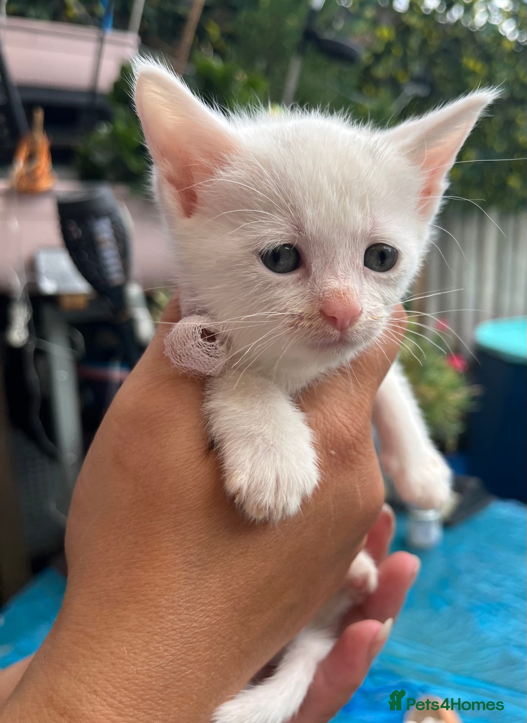 Siamese cats for sale: 5 Siamese and Turkish Angora kittens - Image 3