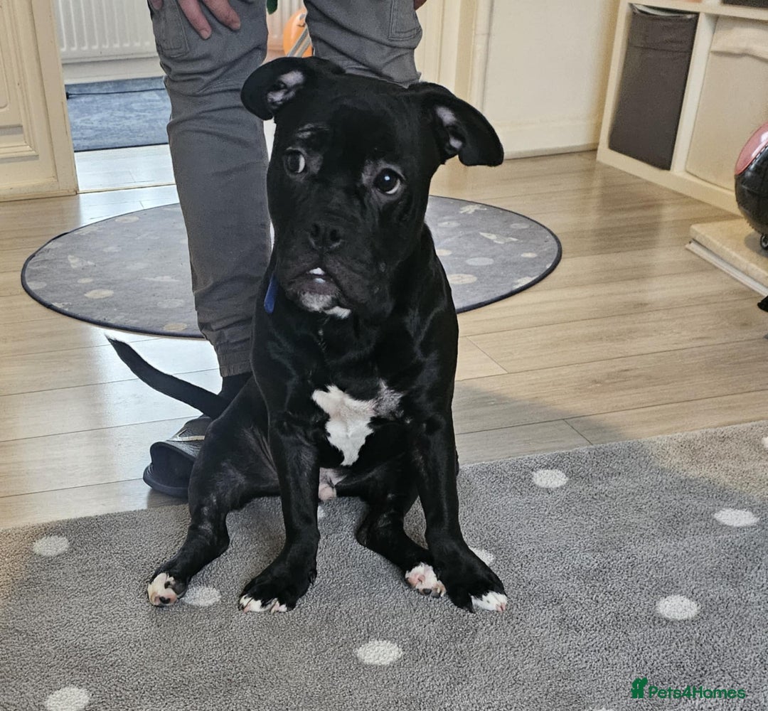 Mixed Breed dogs for sale: Wonderful dog for sale - Advert 19