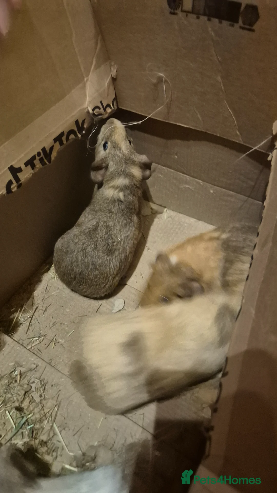 Guinea Pig rodents for sale: Cute baby guinea pigs  - Advert 14